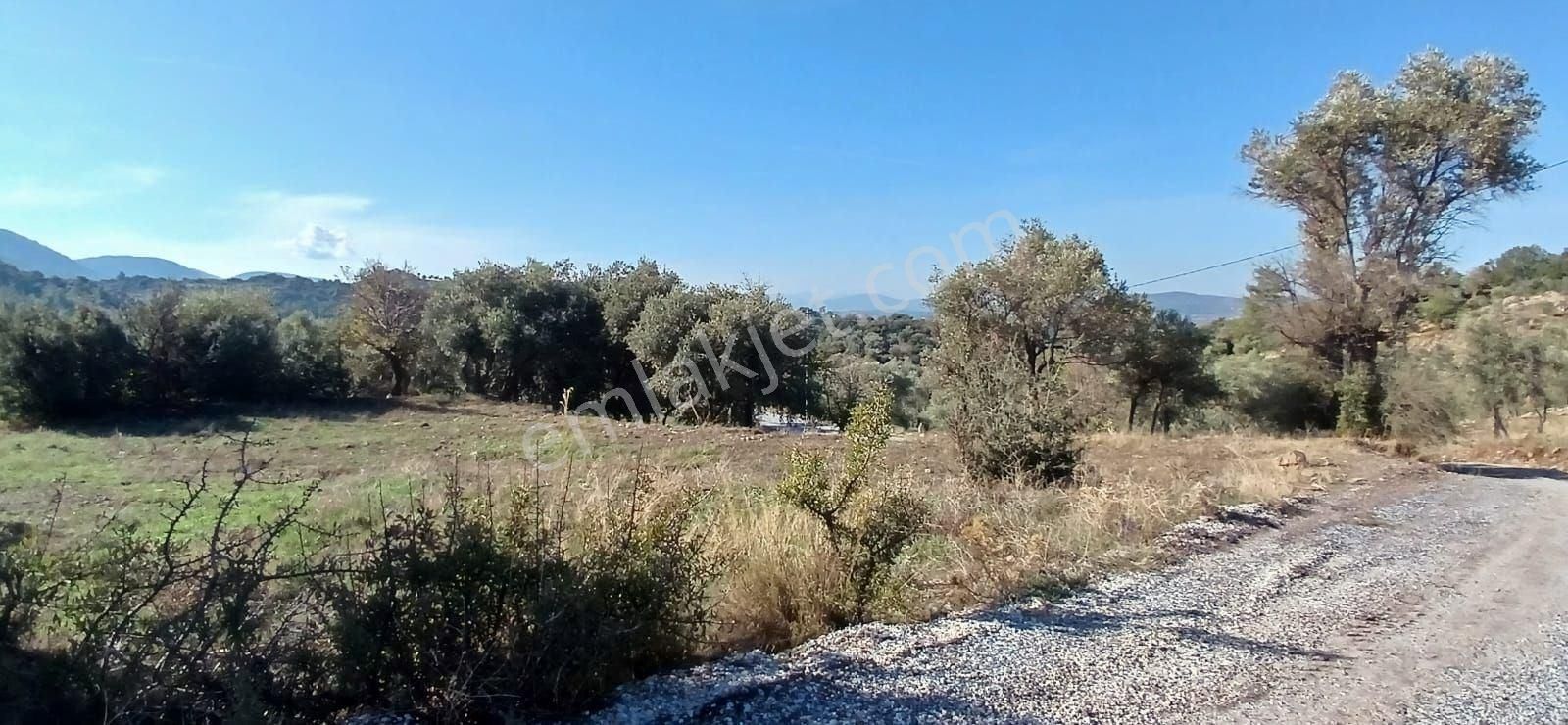 Milas Çiftlikte 6.130 M² Yola Cepheli Köşe Parsel - Görsel 25