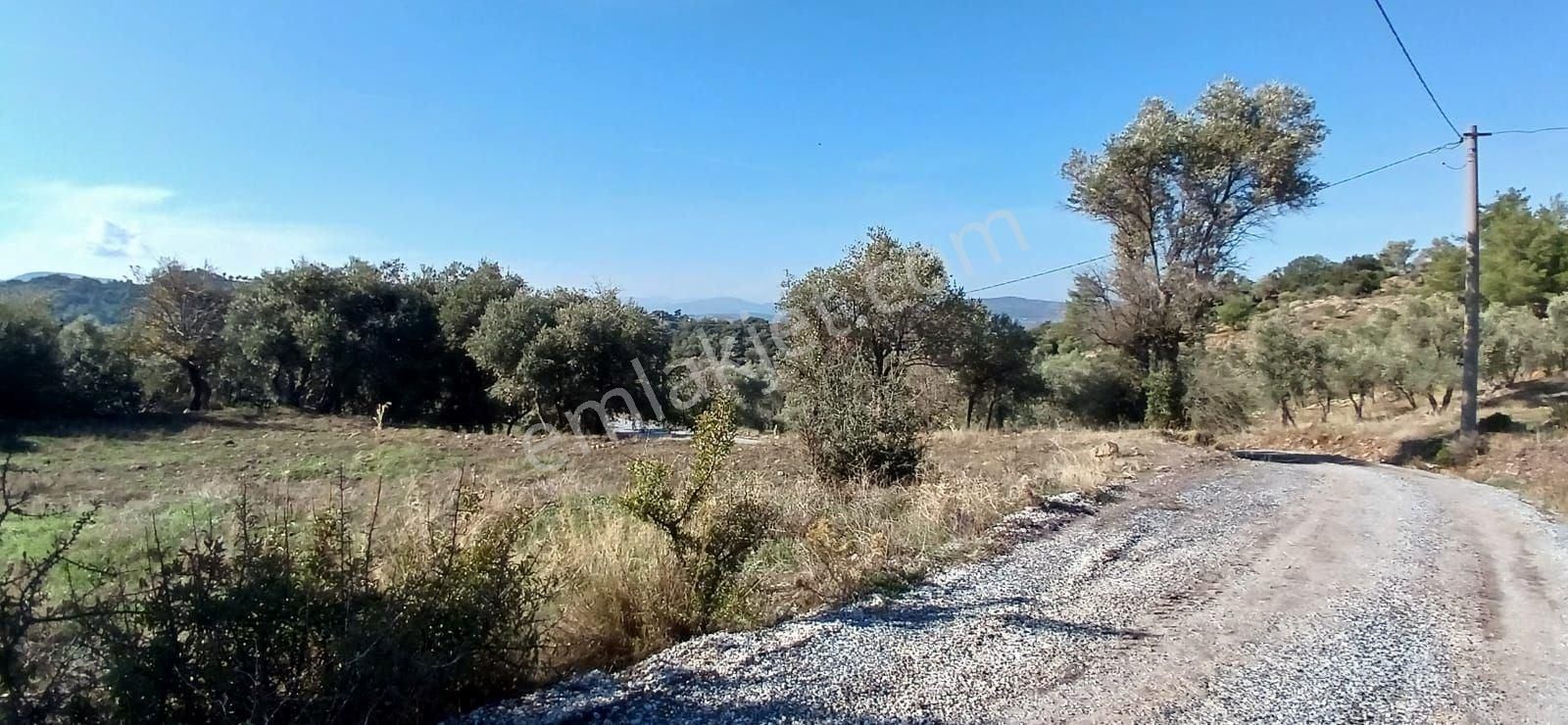 Milas Çiftlikte 6.130 M² Yola Cepheli Köşe Parsel - Görsel 24