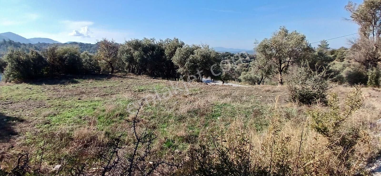 Milas Çiftlikte 6.130 M² Yola Cepheli Köşe Parsel - Görsel 2