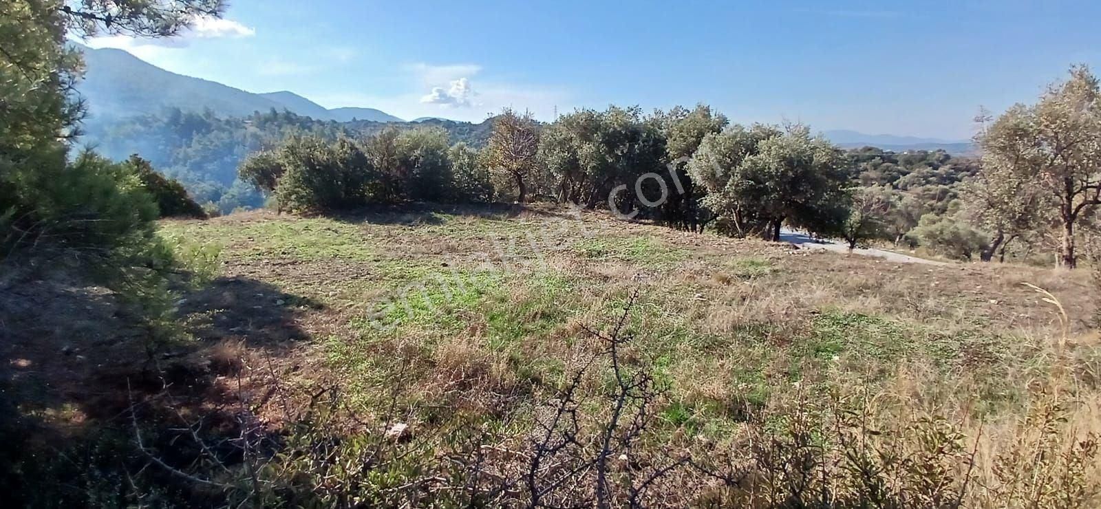 Milas Çiftlikte 6.130 M² Yola Cepheli Köşe Parsel - Görsel 4