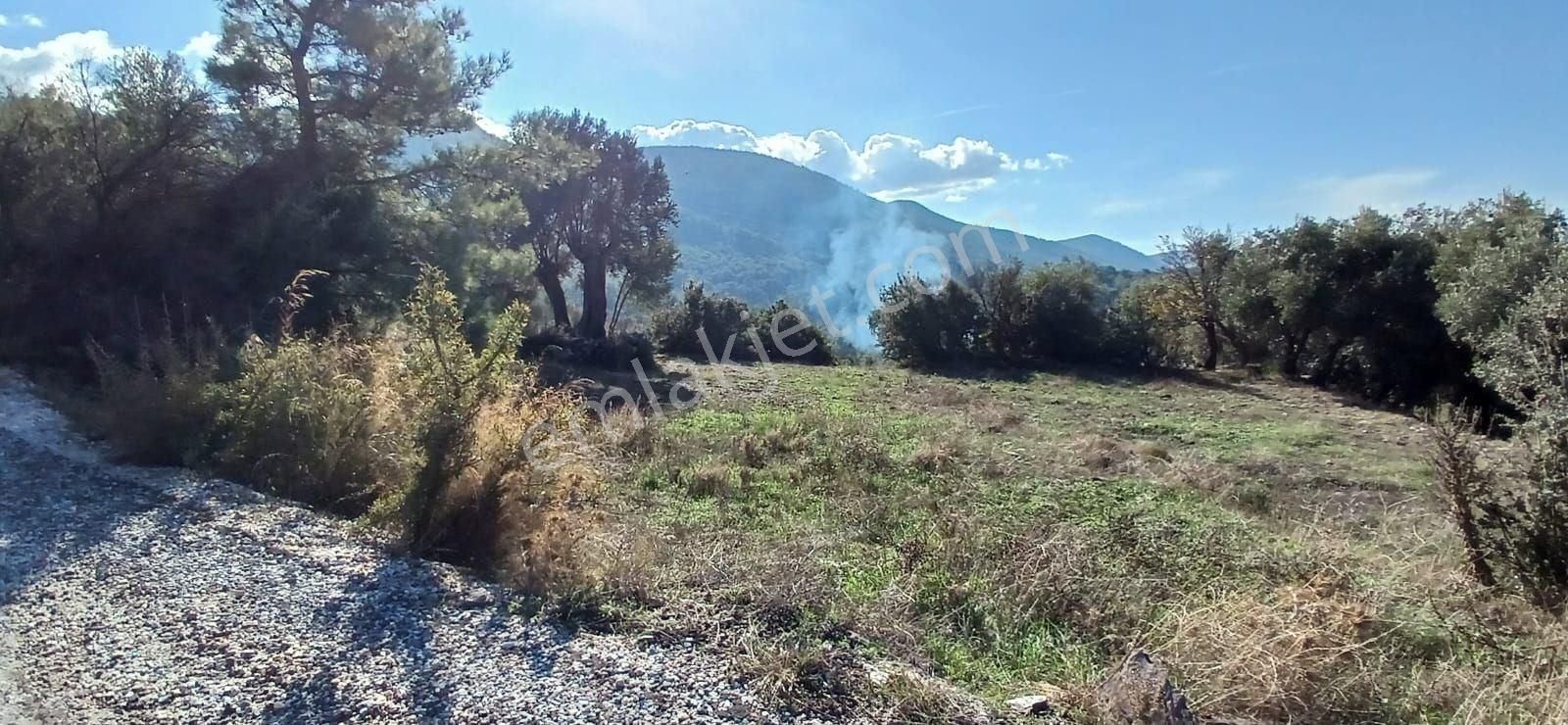 Milas Çiftlikte 6.130 M² Yola Cepheli Köşe Parsel - Görsel 23