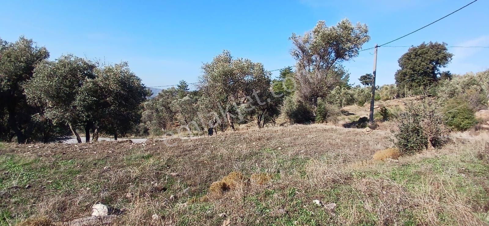 Milas Çiftlikte 6.130 M² Yola Cepheli Köşe Parsel - Görsel 34