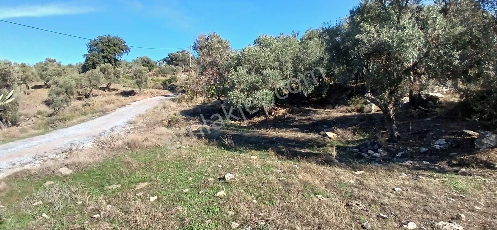 Milas Çiftlikte 6.130 M² Yola Cepheli Köşe Parsel - Görsel 22