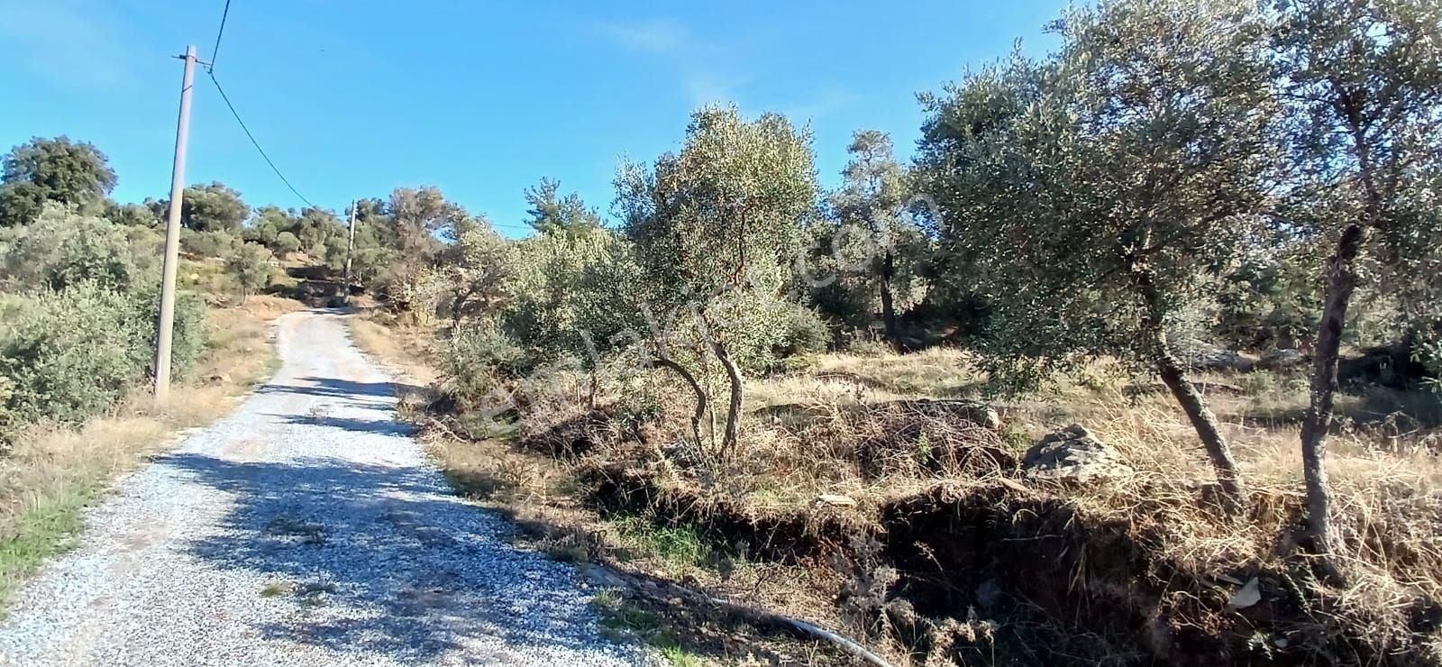 Milas Çiftlikte 6.130 M² Yola Cepheli Köşe Parsel - Görsel 10