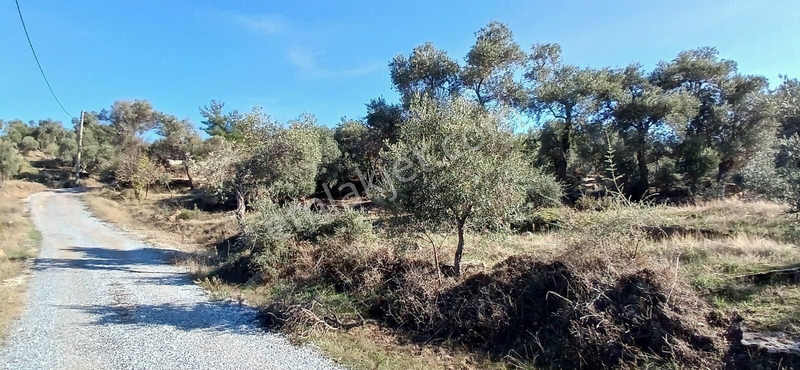 Milas Çiftlikte 6.130 M² Yola Cepheli Köşe Parsel - Görsel 11