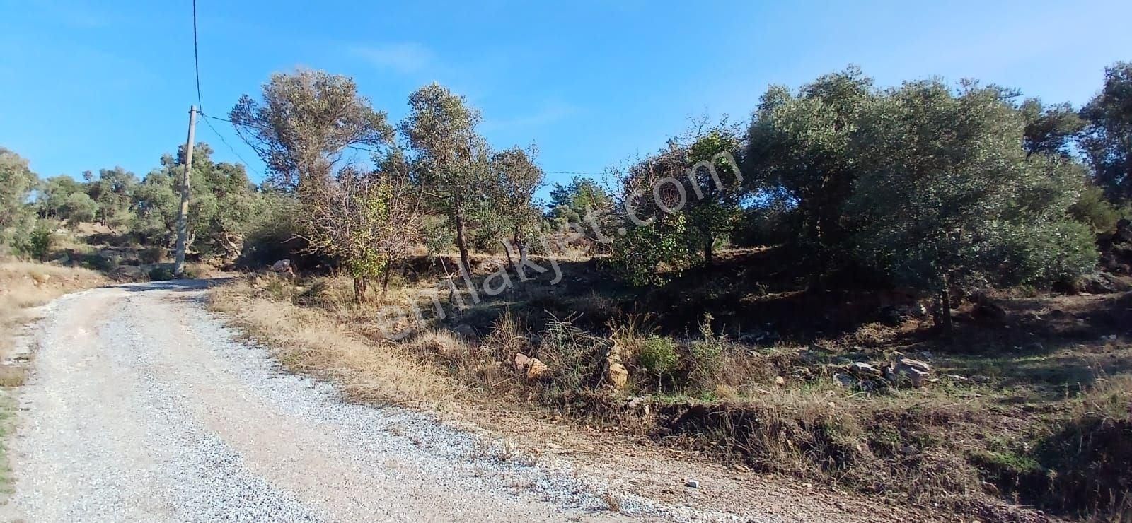 Milas Çiftlikte 6.130 M² Yola Cepheli Köşe Parsel - Görsel 20