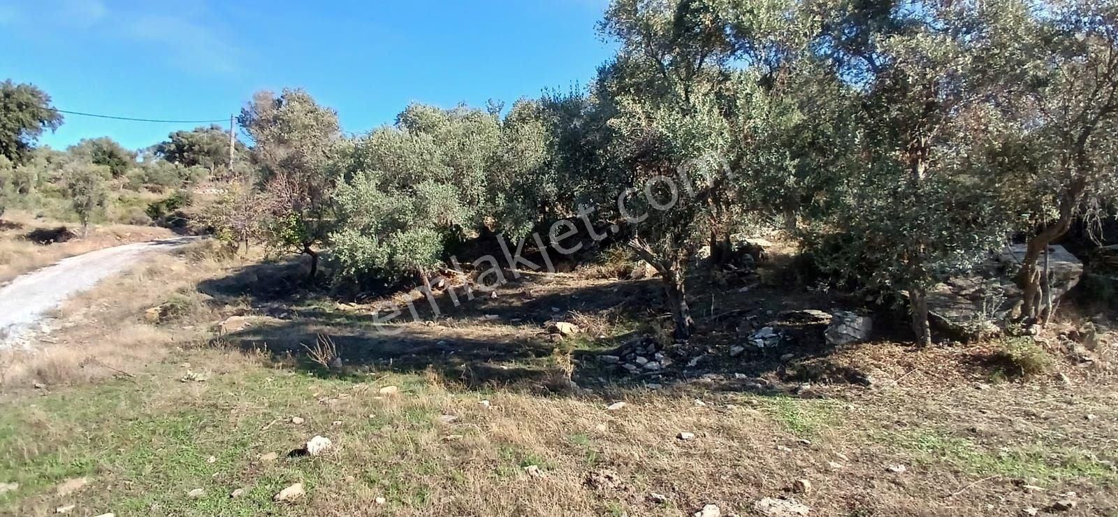 Milas Çiftlikte 6.130 M² Yola Cepheli Köşe Parsel - Görsel 17