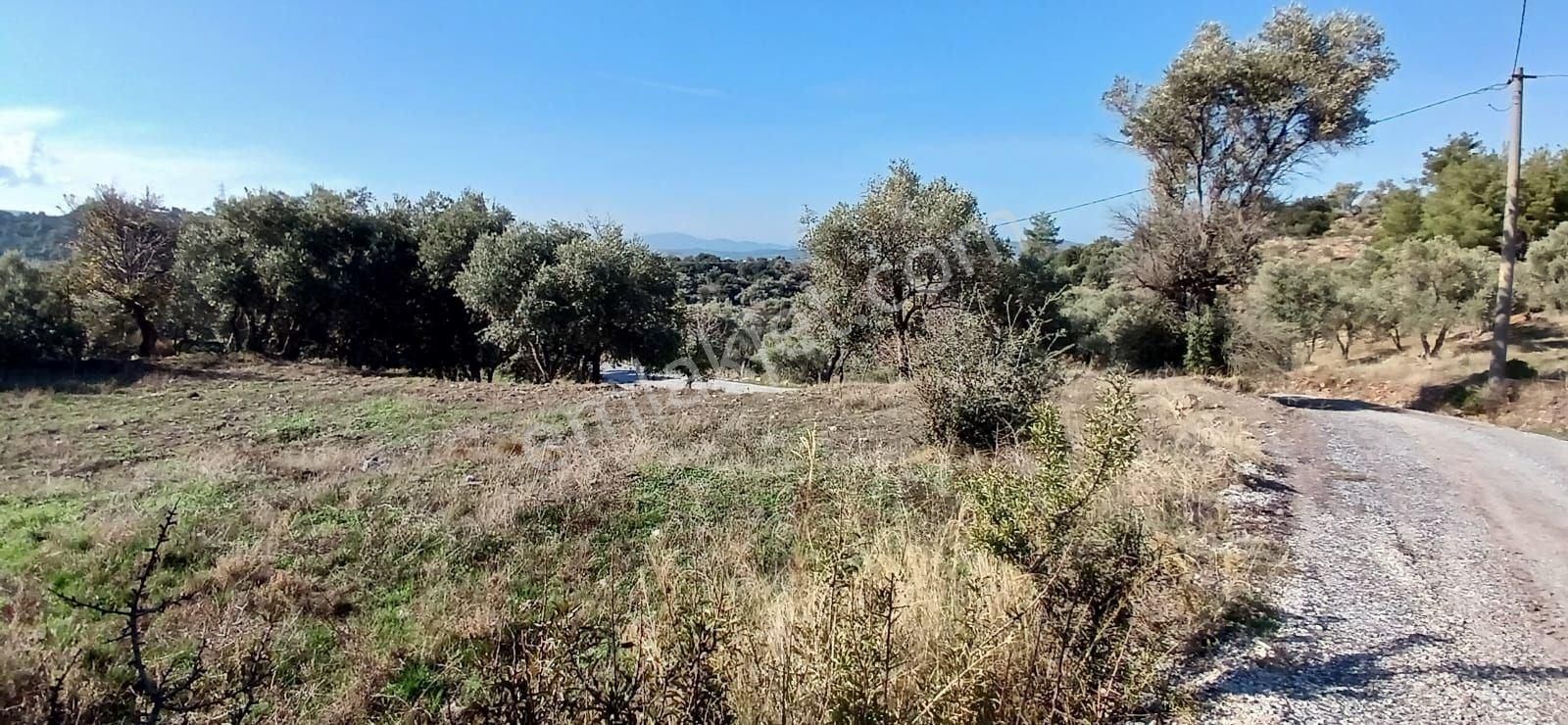 Milas Çiftlikte 6.130 M² Yola Cepheli Köşe Parsel