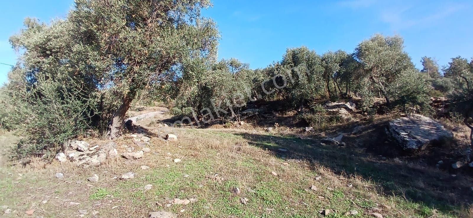 Milas Çiftlikte 6.130 M² Yola Cepheli Köşe Parsel - Görsel 13