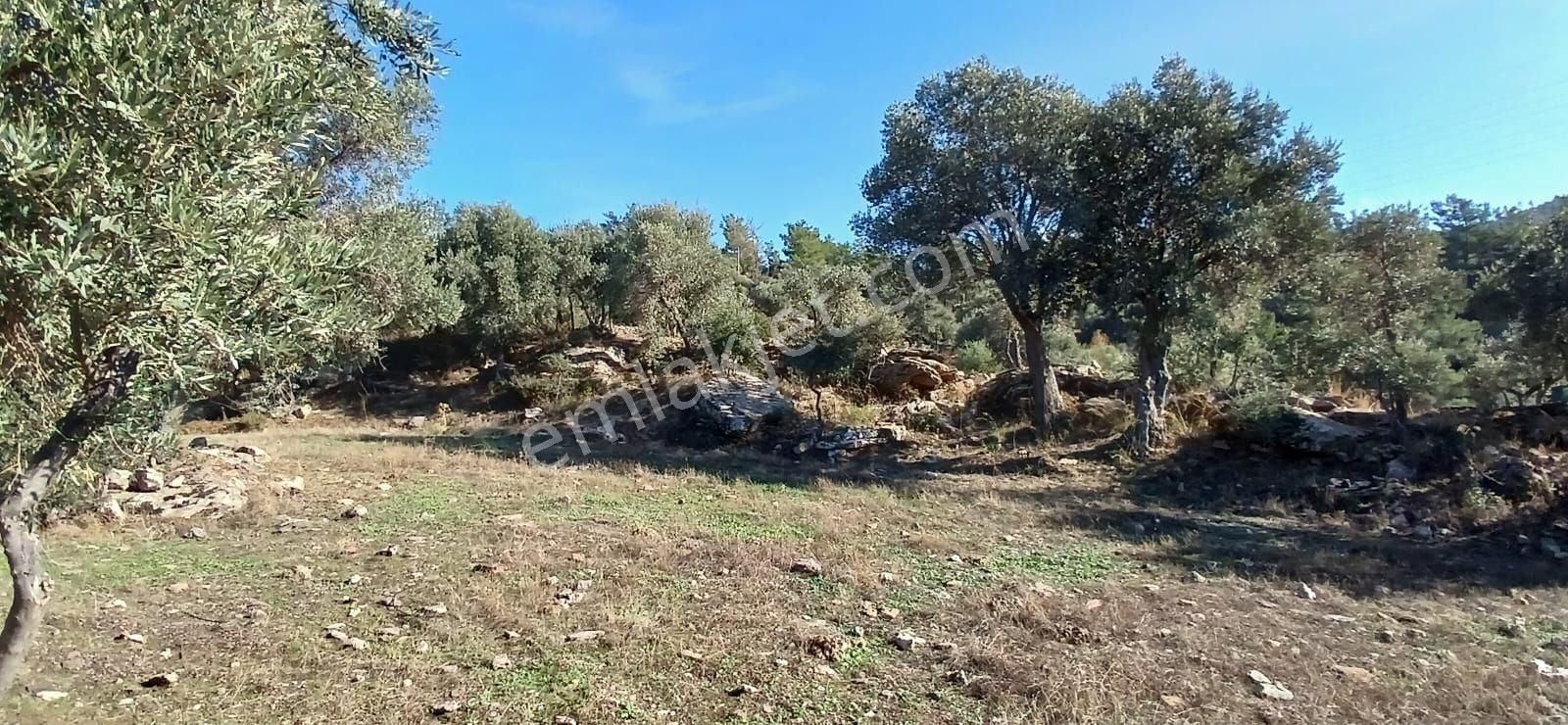 Milas Çiftlikte 6.130 M² Yola Cepheli Köşe Parsel - Görsel 12