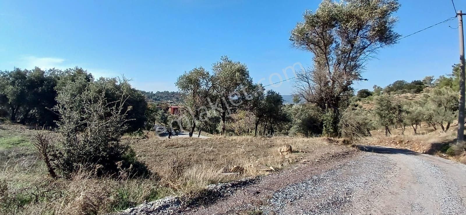 Milas Çiftlikte 6.130 M² Yola Cepheli Köşe Parsel - Görsel 31