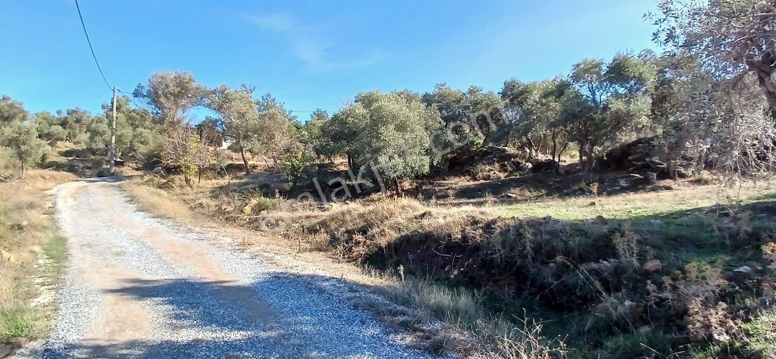 Milas Çiftlikte 6.130 M² Yola Cepheli Köşe Parsel - Görsel 9