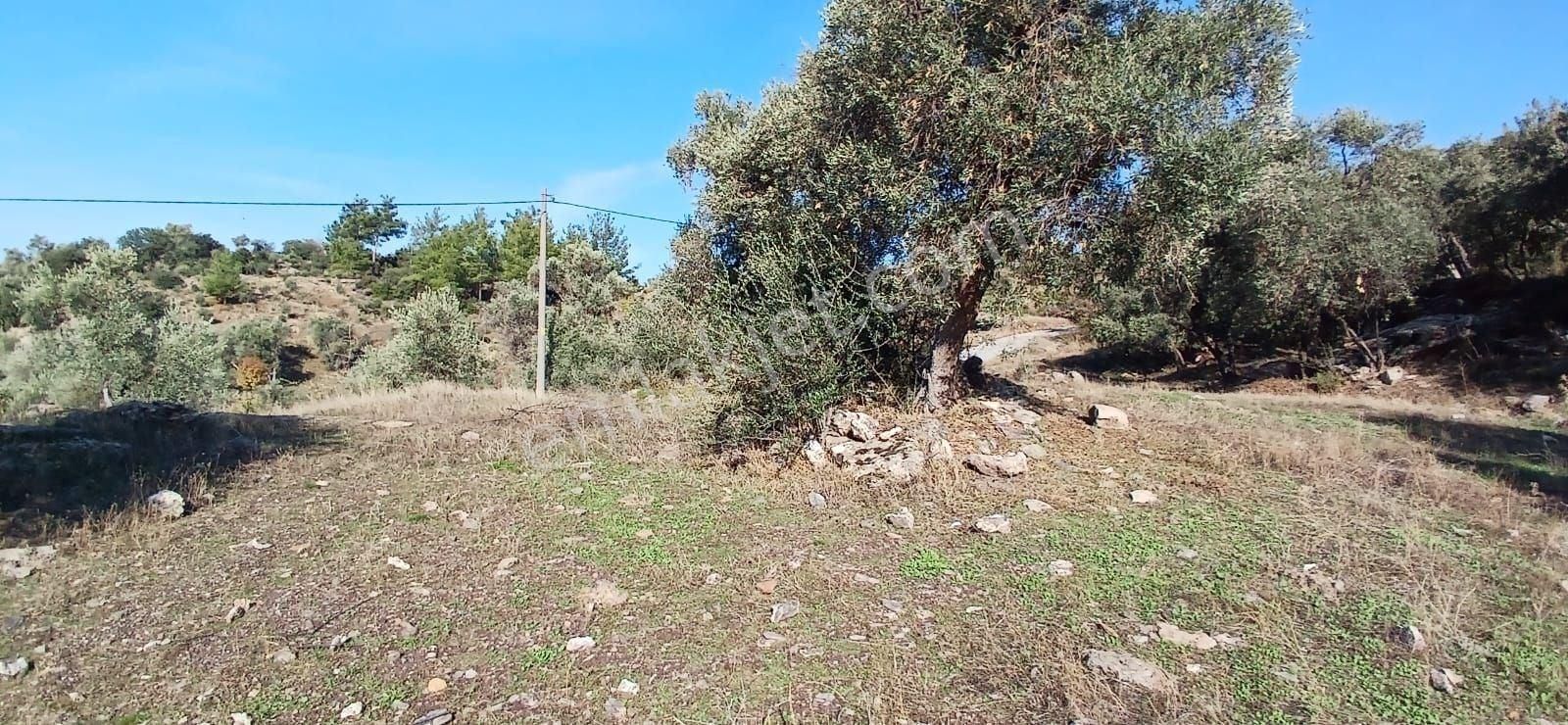 Milas Çiftlikte 6.130 M² Yola Cepheli Köşe Parsel - Görsel 14