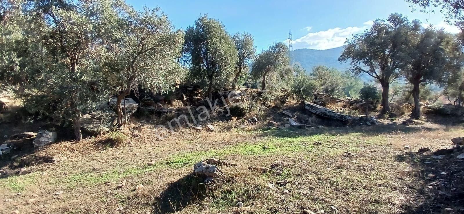 Milas Çiftlikte 6.130 M² Yola Cepheli Köşe Parsel - Görsel 19