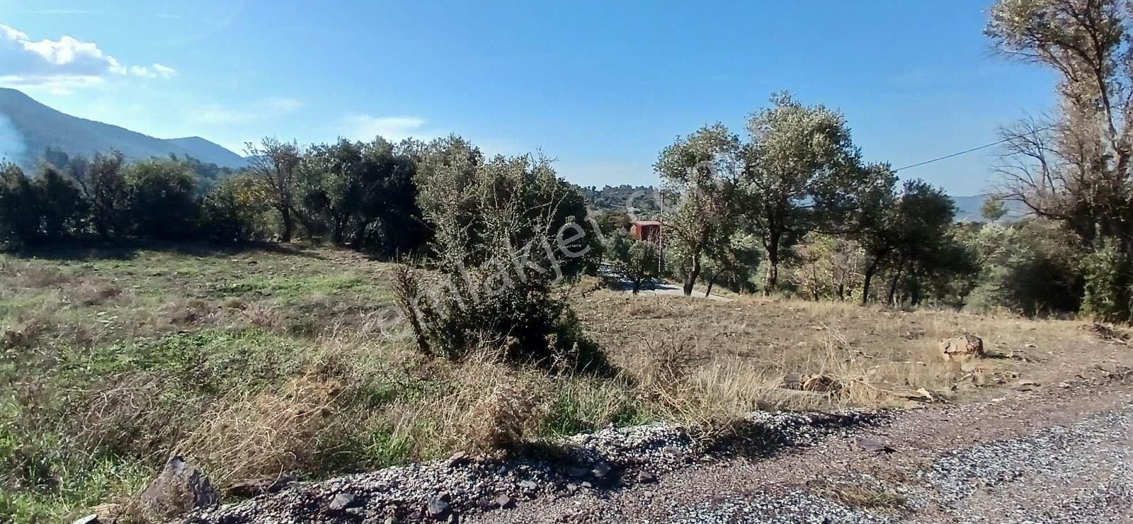 Milas Çiftlikte 6.130 M² Yola Cepheli Köşe Parsel - Görsel 30