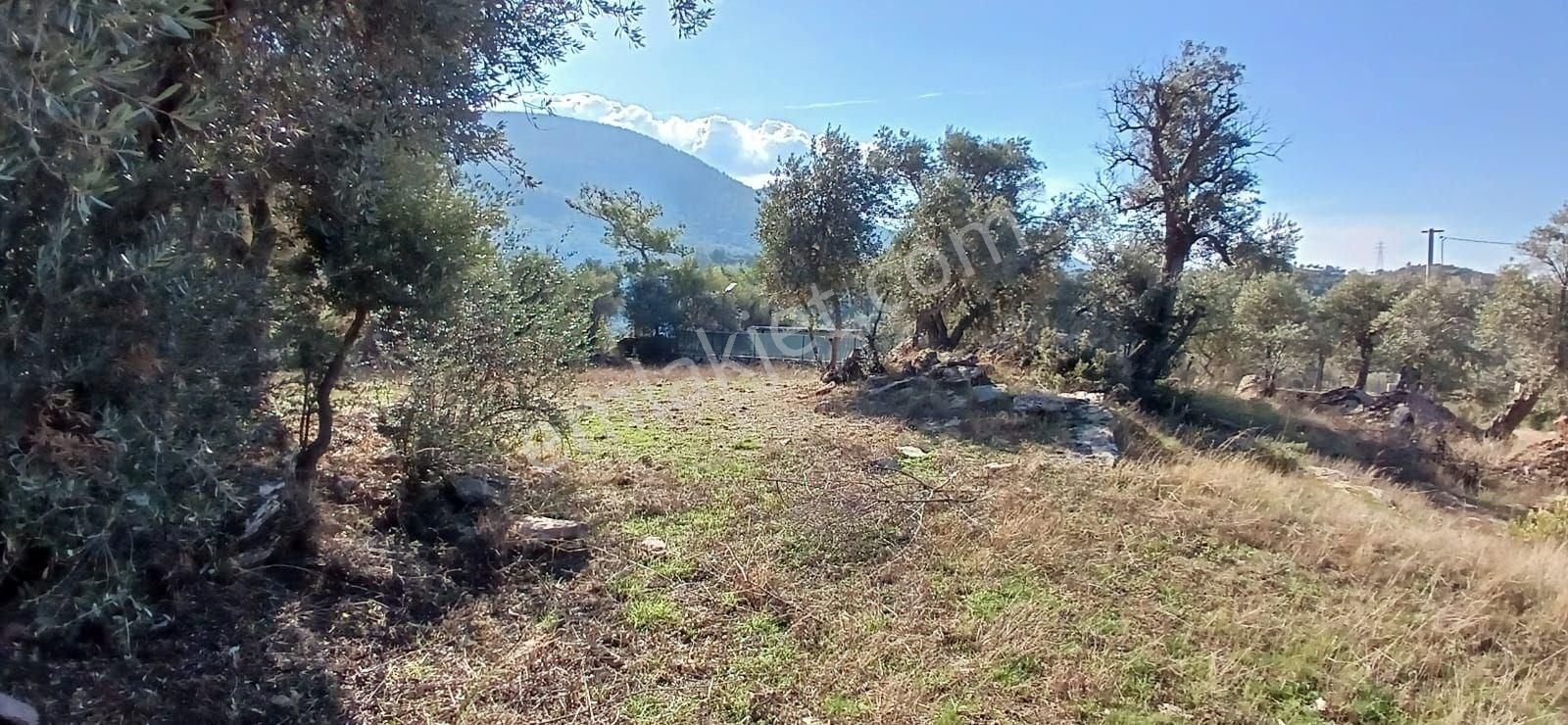 Milas Çiftlikte 6.130 M² Yola Cepheli Köşe Parsel - Görsel 16