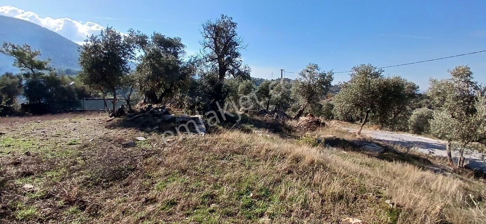 Milas Çiftlikte 6.130 M² Yola Cepheli Köşe Parsel - Görsel 18