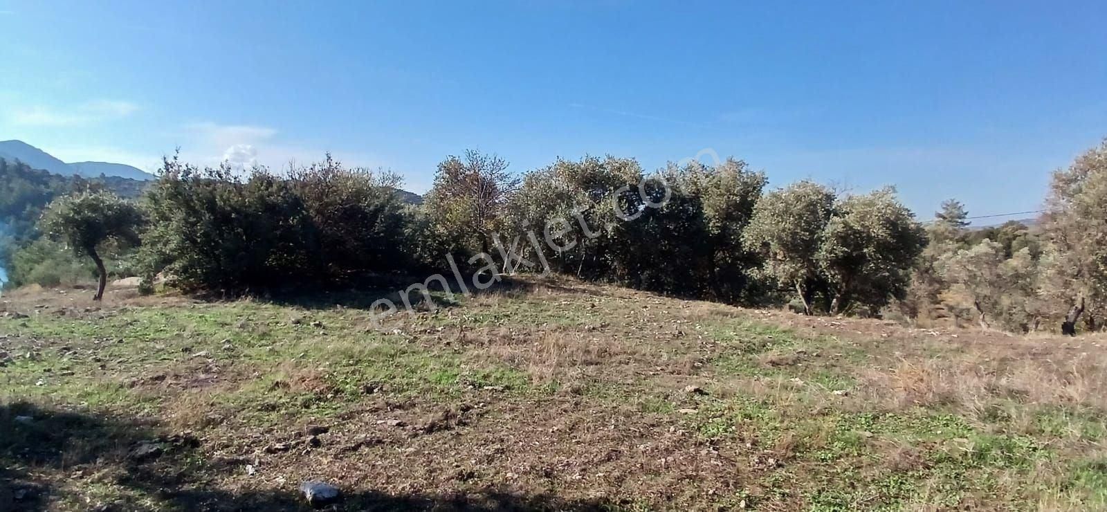 Milas Çiftlikte 6.130 M² Yola Cepheli Köşe Parsel - Görsel 32