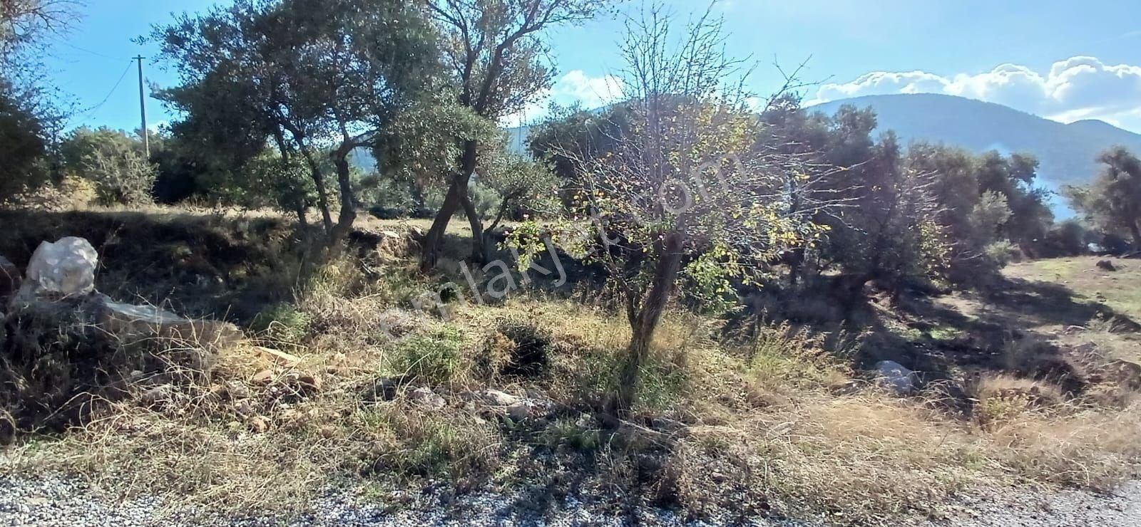 Milas Çiftlikte 6.130 M² Yola Cepheli Köşe Parsel - Görsel 28