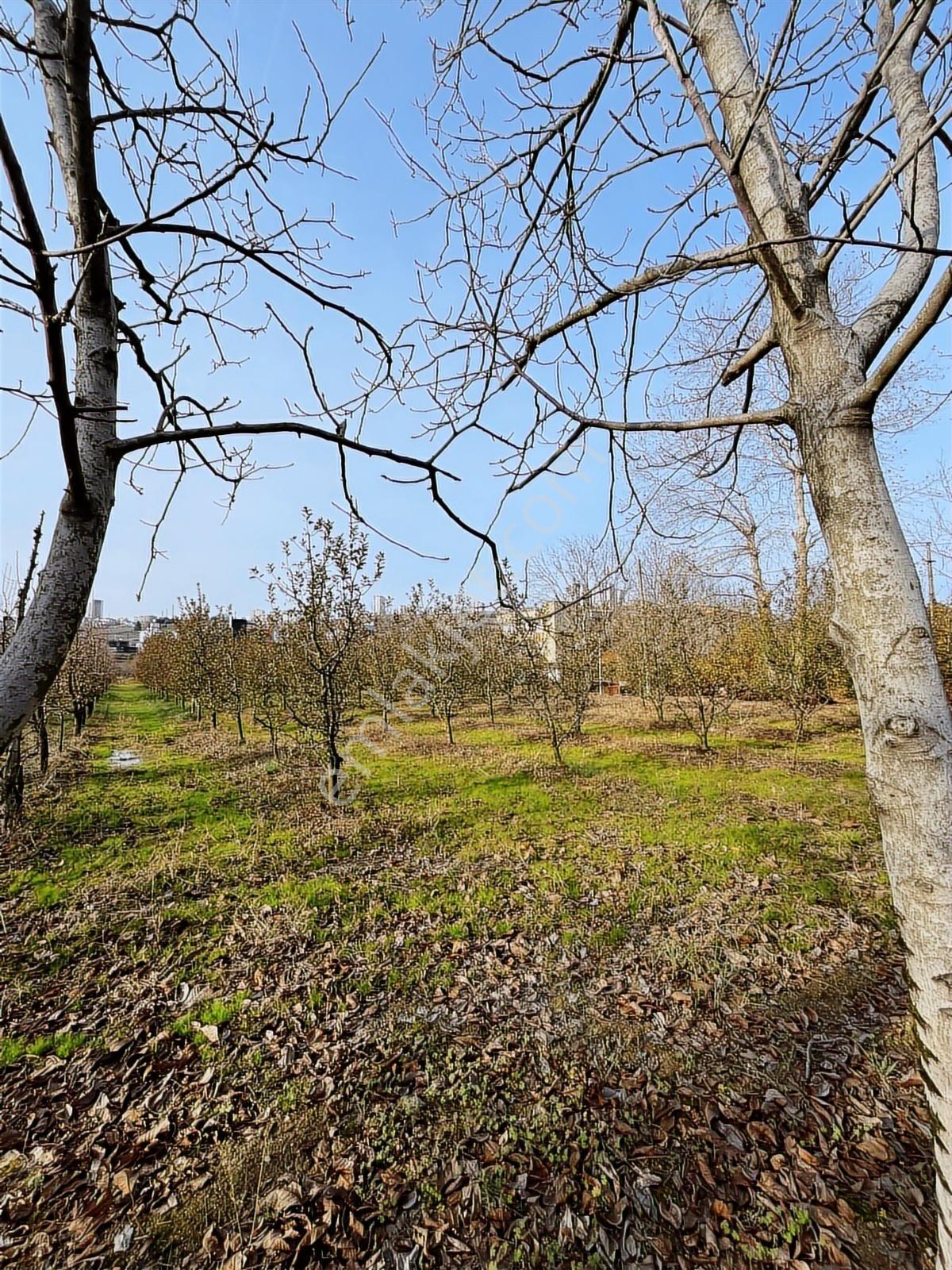 Atakum Devgross Mevkii İmar Sınırında Satılık 9640 M2 Tarla - Görsel 13