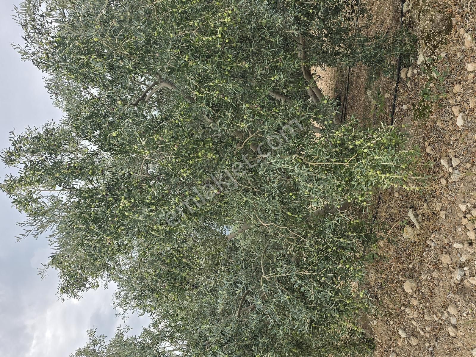 Çine'de Verimli Zeytinlik - Görsel 2