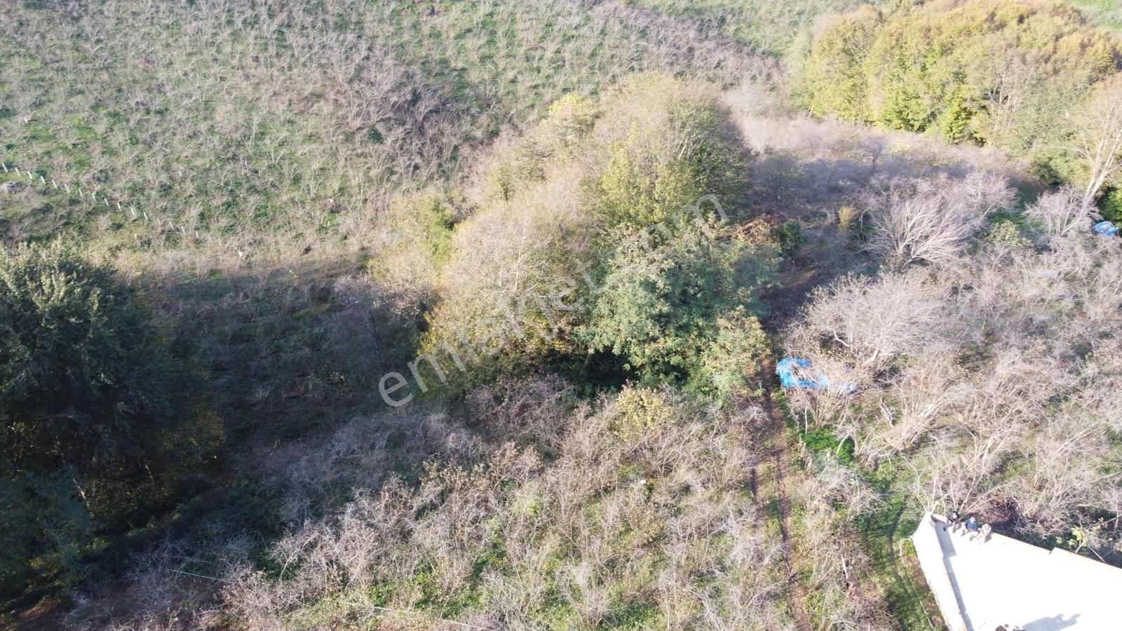 Arsa Alana Çeyrek Altın Hediye! Fırsat Global Resoldda! - Görsel 15