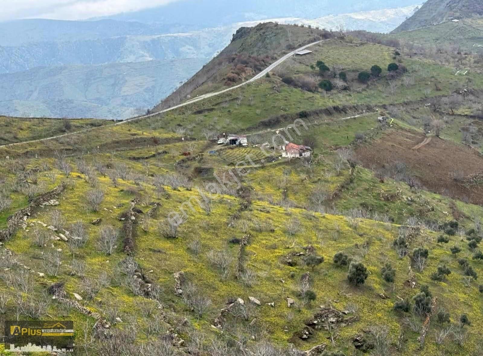 Tire Dağdere Köyü 23 Bin M2 Yola Sıfır Satılık İncir Bahçesi - Görsel 8