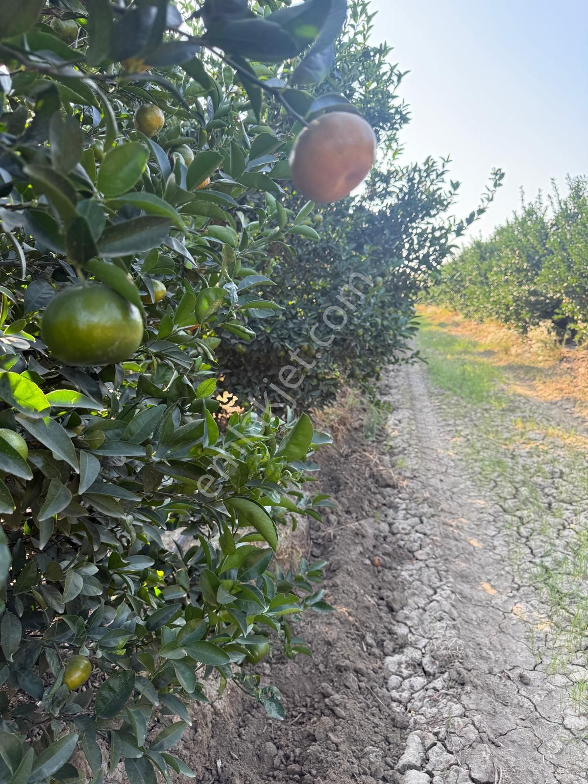 Çukurova Havalimanı’na 10 Dakika! Değerlenen Bölgede 13 Dönüm Yatırım Fırsatı - Görsel 8