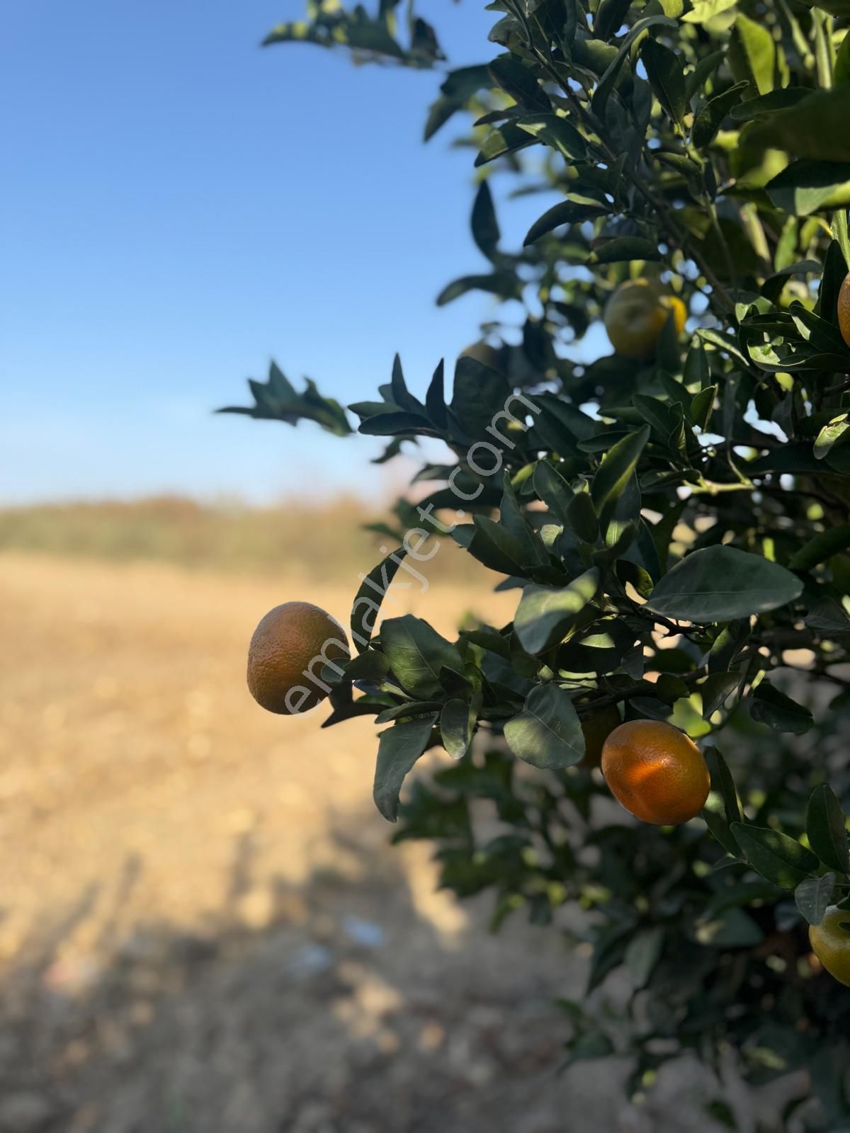 Çukurova Havalimanı’na 10 Dakika! Değerlenen Bölgede 13 Dönüm Yatırım Fırsatı - Görsel 3