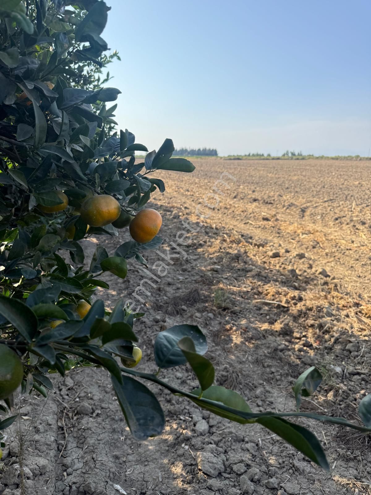 Çukurova Havalimanı’na 10 Dakika! Değerlenen Bölgede 13 Dönüm Yatırım Fırsatı - Görsel 6