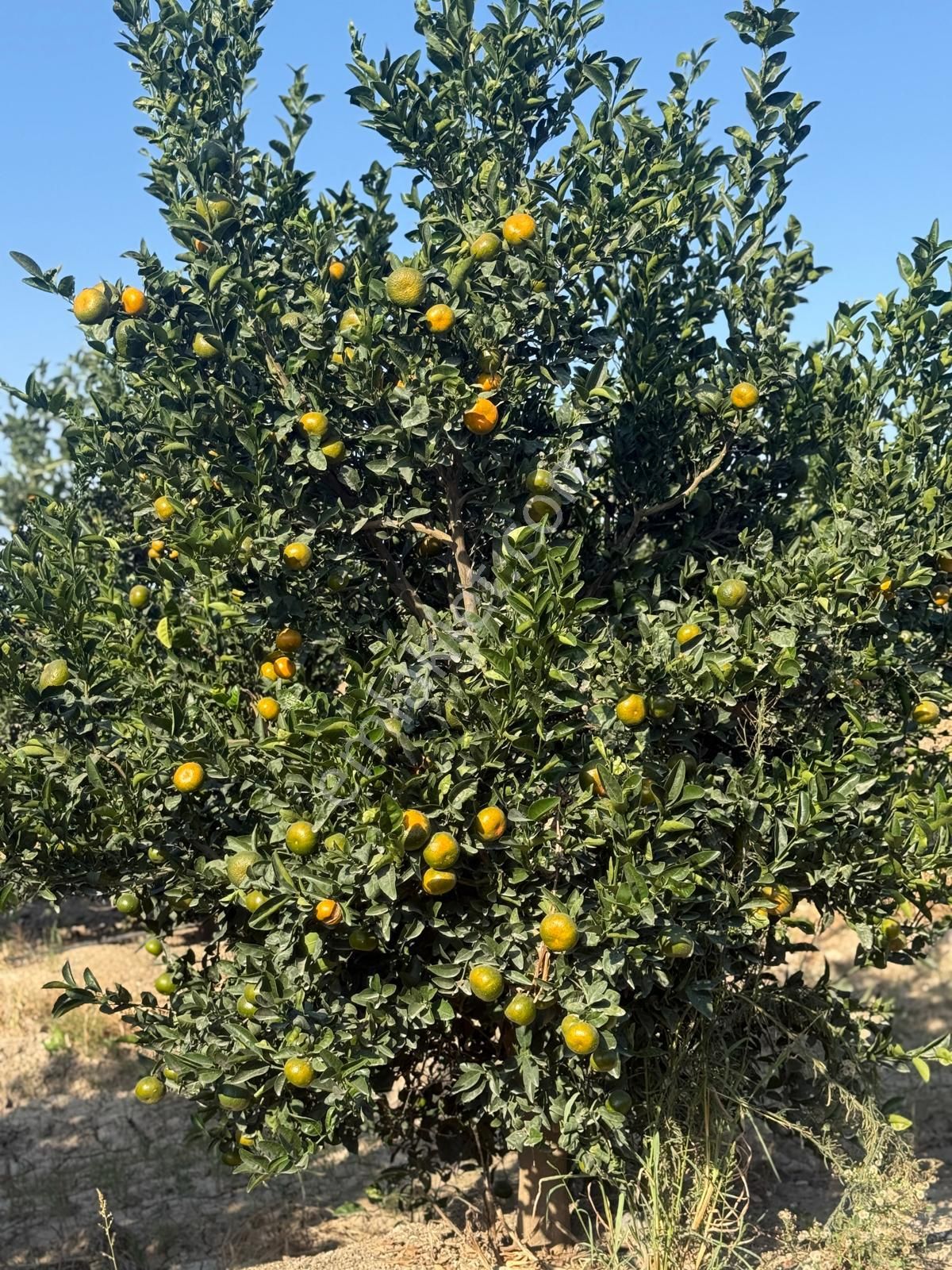 Çukurova Havalimanı’na 10 Dakika! Değerlenen Bölgede 13 Dönüm Yatırım Fırsatı - Görsel 7