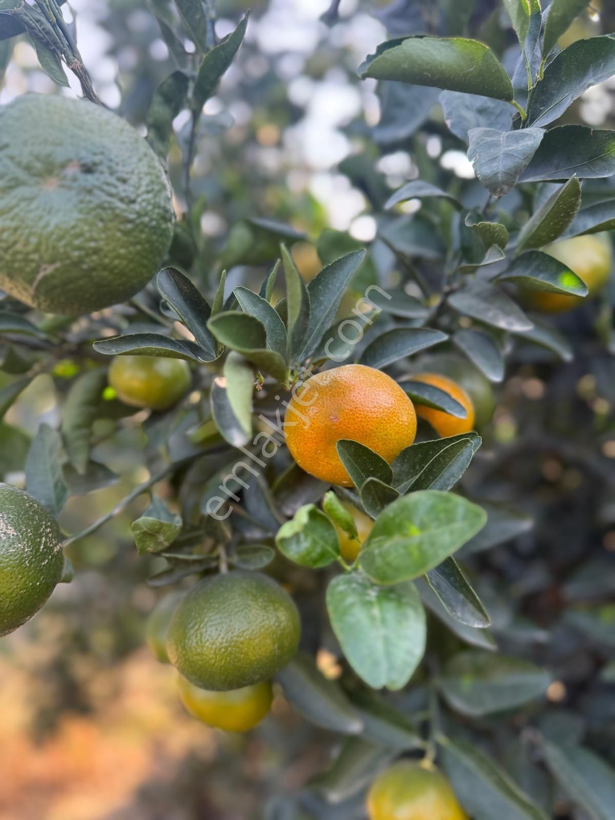 Çukurova Havalimanı’na 10 Dakika! Değerlenen Bölgede 13 Dönüm Yatırım Fırsatı - Görsel 9