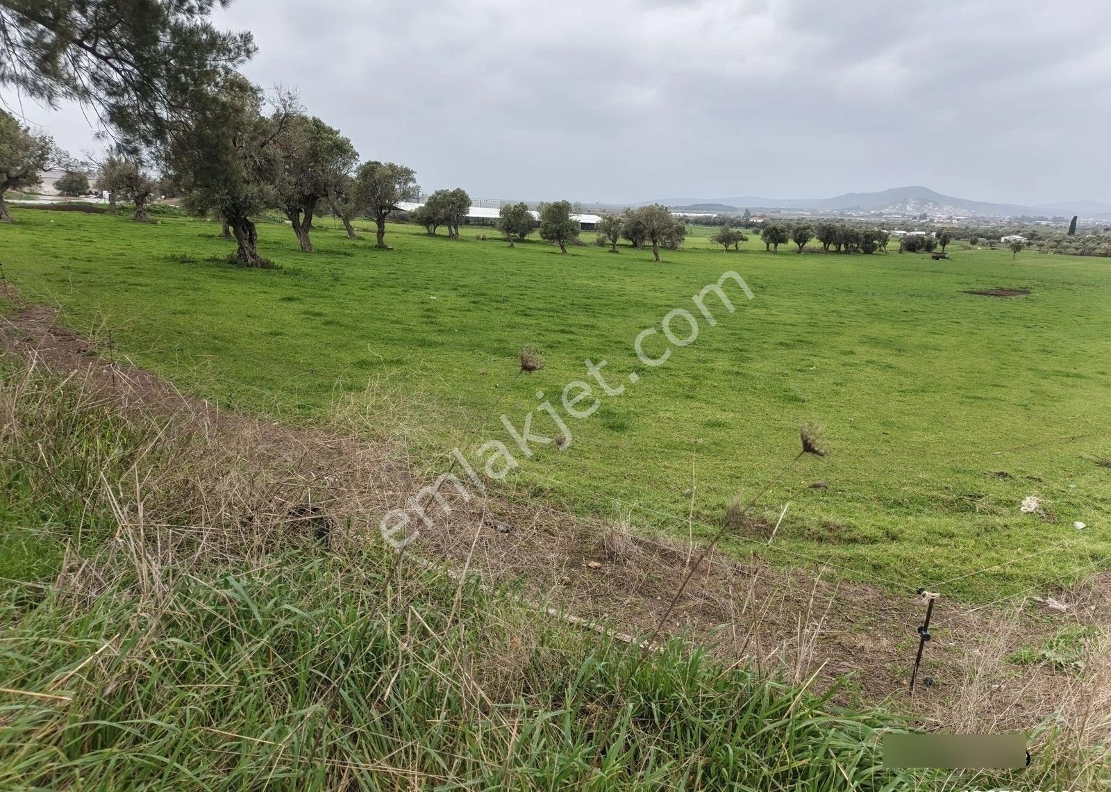 Foça Geren Köyünde 5062 M2 Satlık Tarla - Görsel 6