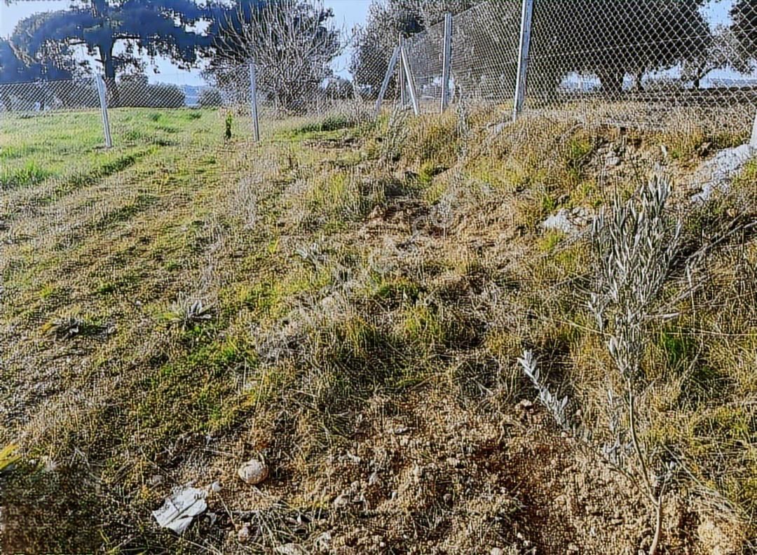 Ayrancılar Da Yerleşim Yerine Yakın Güzel Hisseli Tarla - Görsel 4