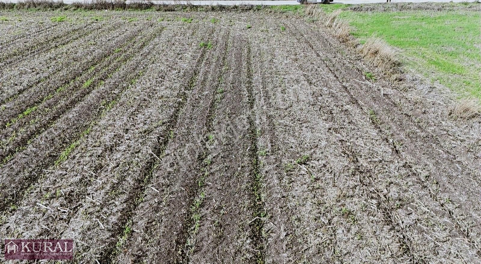 İzmir Menderes Tekelide1/2 Hisse Tapulu 4644m2 Asvalt Yol Tarla - Görsel 7