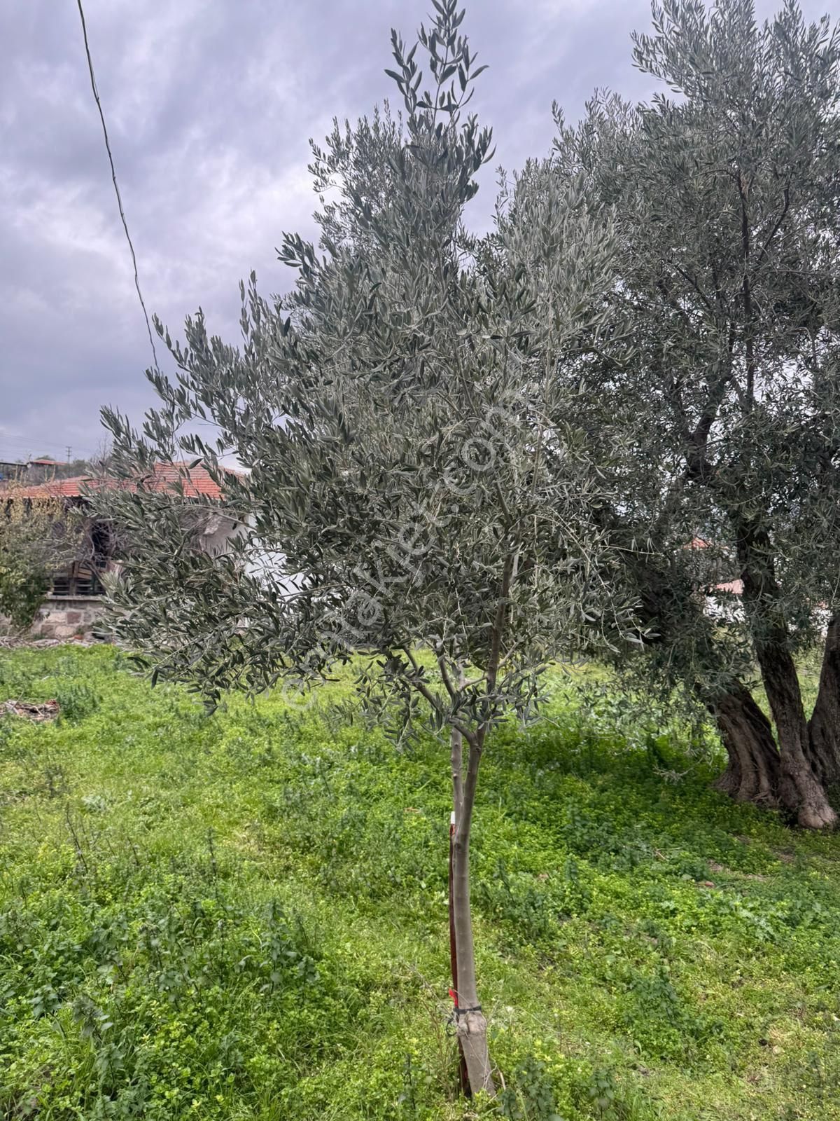 Hali Hazırda Müstakil Ev - Görsel 7