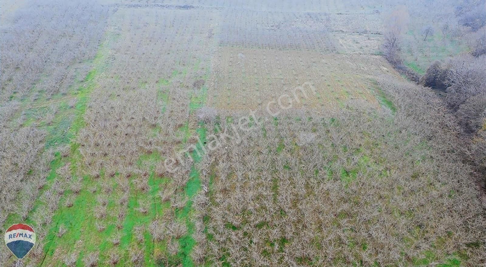 Remax Mavi Rıdvan Gedik Kaynarca Uzunalanda 11.672 M2 Fındıklık - Görsel 25