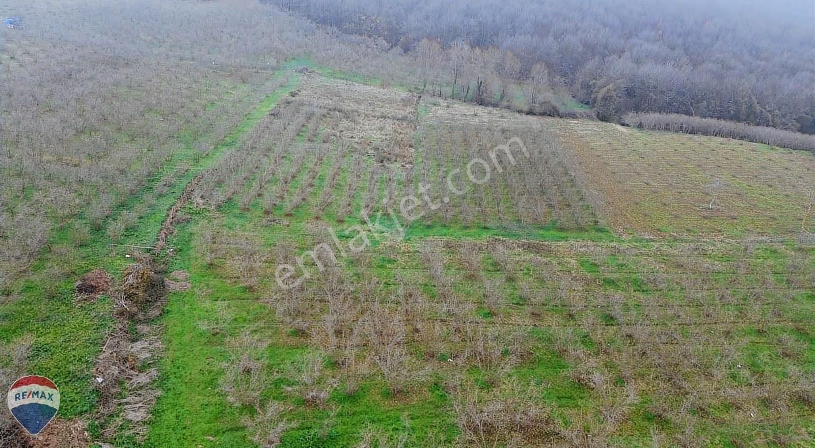 Remax Mavi Rıdvan Gedik Kaynarca Uzunalanda 11.672 M2 Fındıklık - Görsel 3