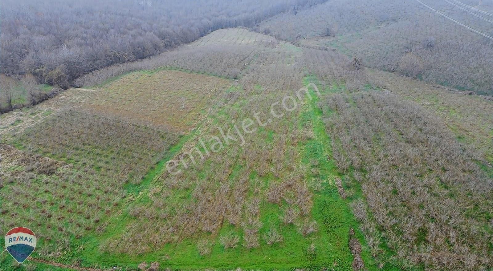 Remax Mavi Rıdvan Gedik Kaynarca Uzunalanda 11.672 M2 Fındıklık - Görsel 15