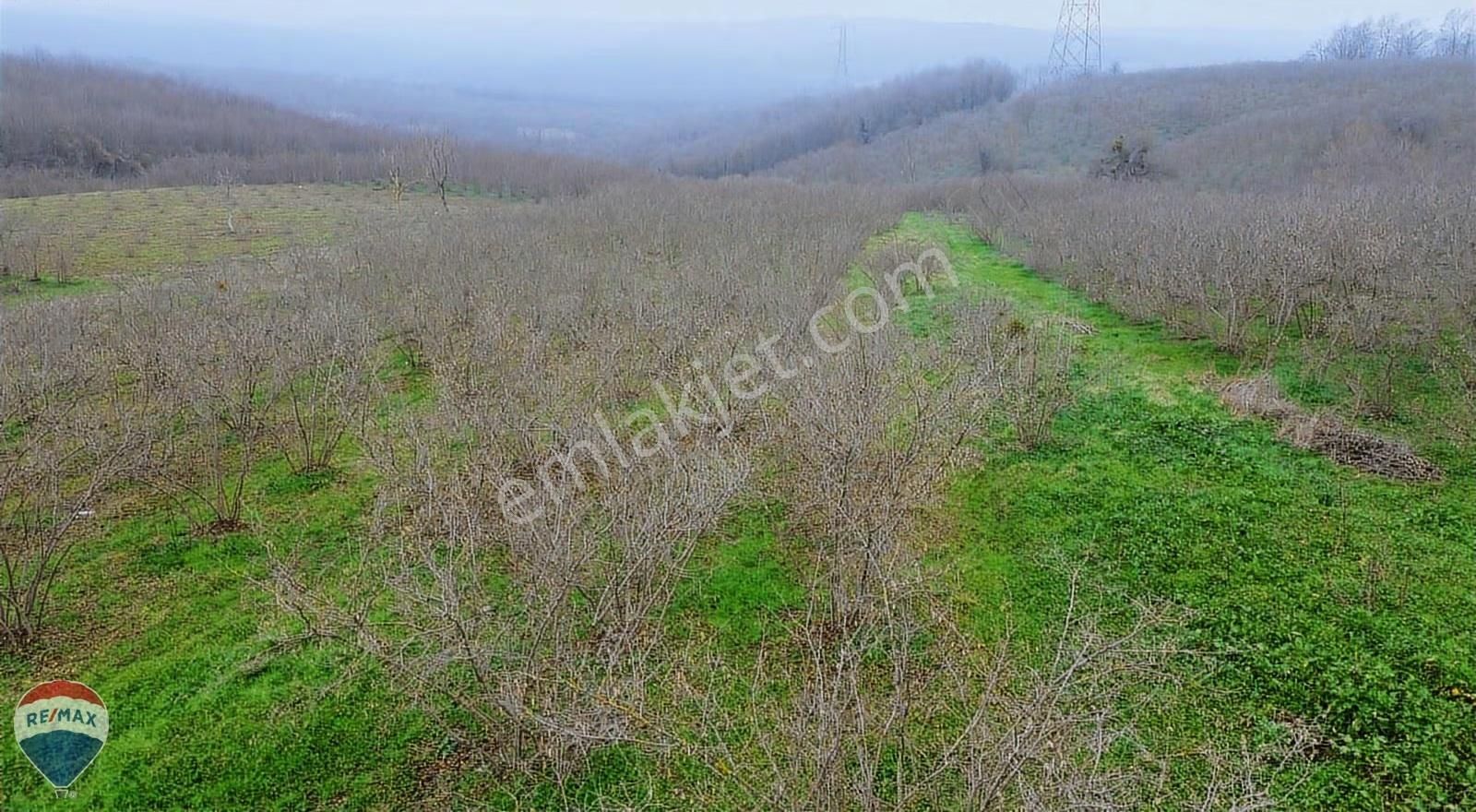 Remax Mavi Rıdvan Gedik Kaynarca Uzunalanda 11.672 M2 Fındıklık - Görsel 4