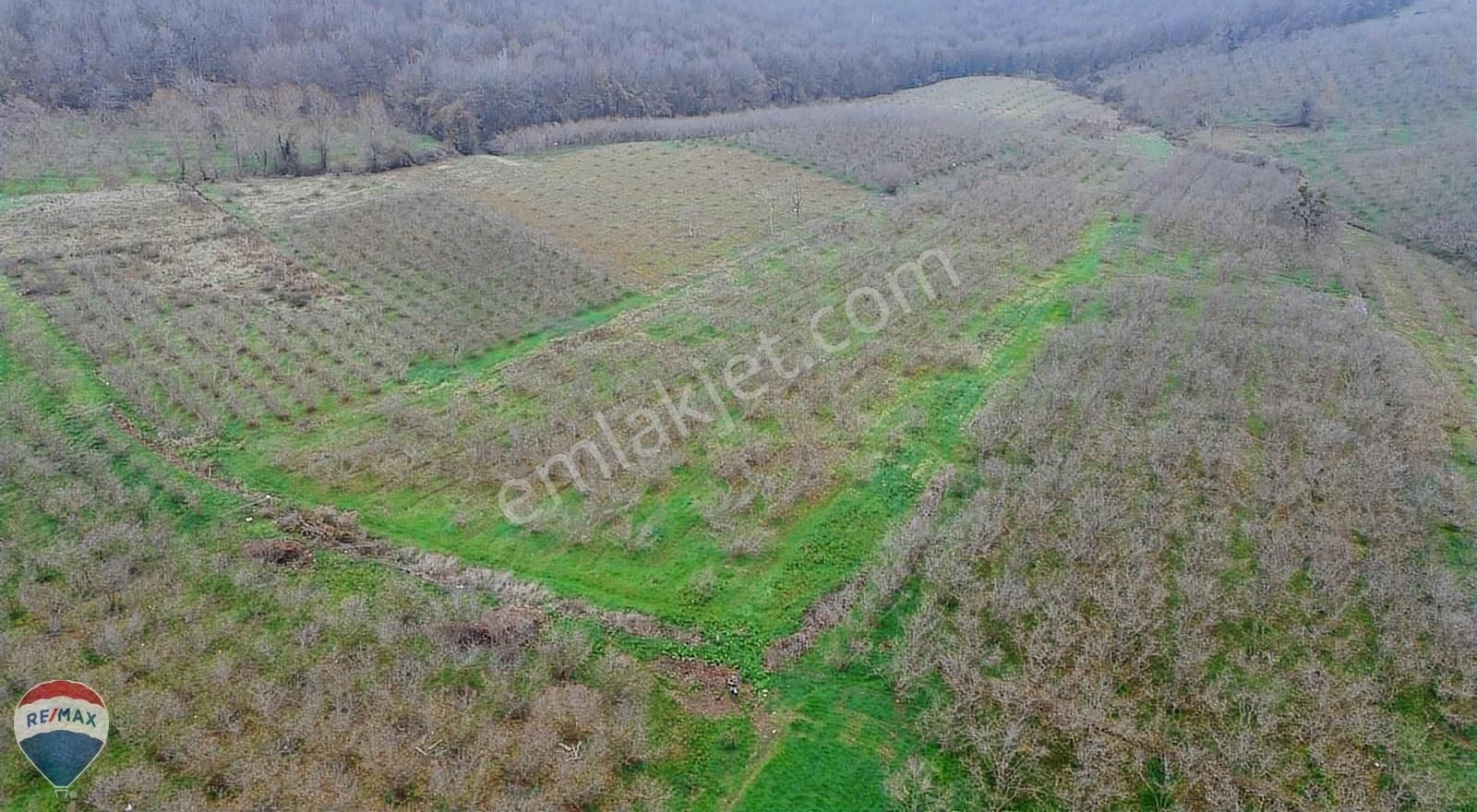 Remax Mavi Rıdvan Gedik Kaynarca Uzunalanda 11.672 M2 Fındıklık - Görsel 14