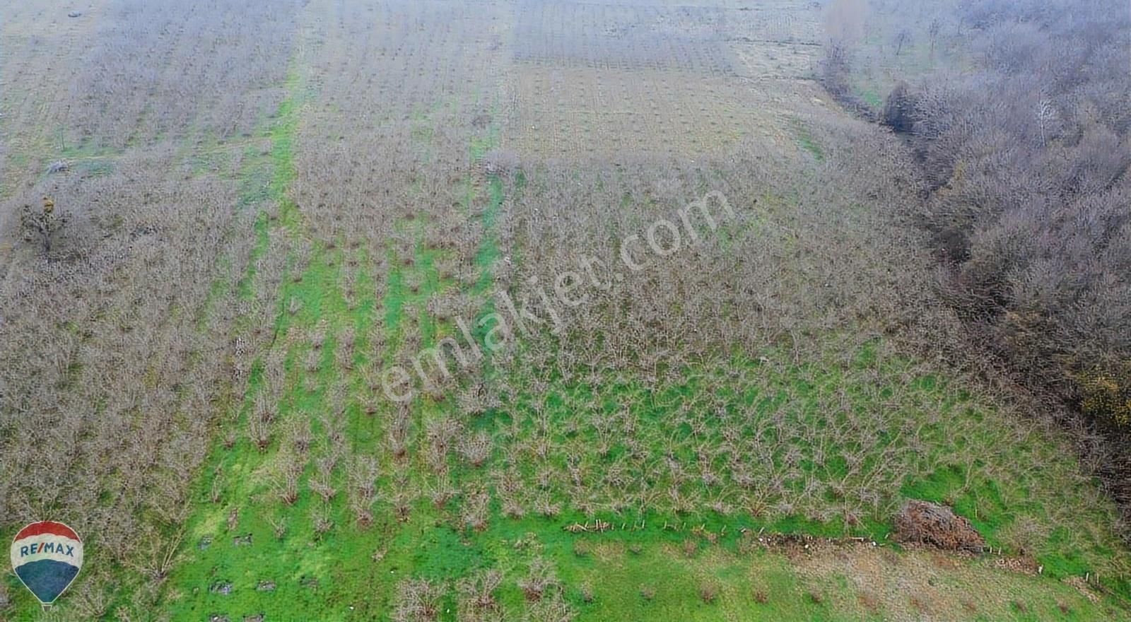 Remax Mavi Rıdvan Gedik Kaynarca Uzunalanda 11.672 M2 Fındıklık - Görsel 11