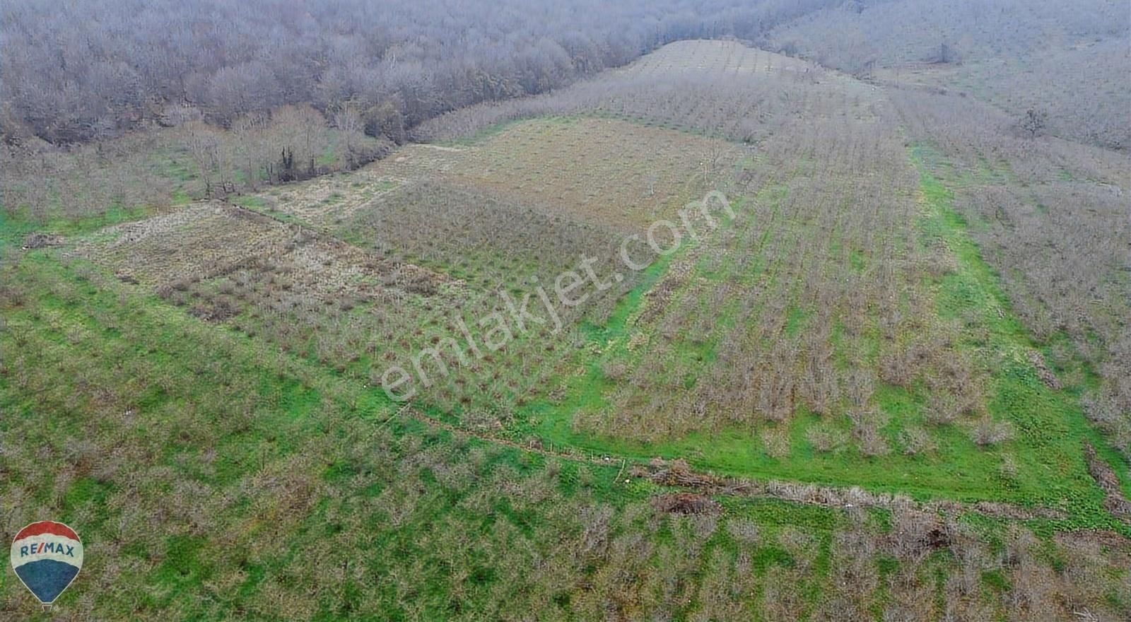 Remax Mavi Rıdvan Gedik Kaynarca Uzunalanda 11.672 M2 Fındıklık - Görsel 28