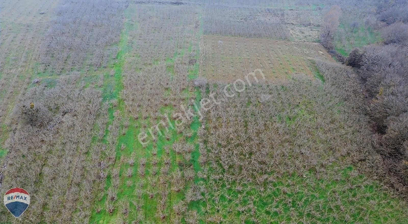 Remax Mavi Rıdvan Gedik Kaynarca Uzunalanda 11.672 M2 Fındıklık - Görsel 2