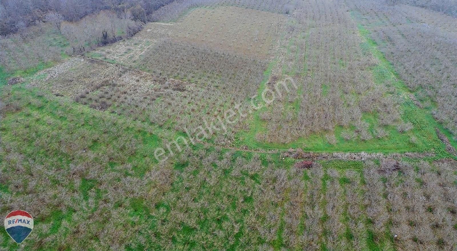 Remax Mavi Rıdvan Gedik Kaynarca Uzunalanda 11.672 M2 Fındıklık - Görsel 18