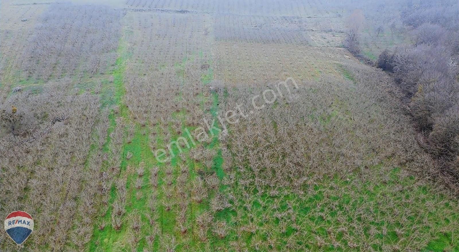 Remax Mavi Rıdvan Gedik Kaynarca Uzunalanda 11.672 M2 Fındıklık - Görsel 29