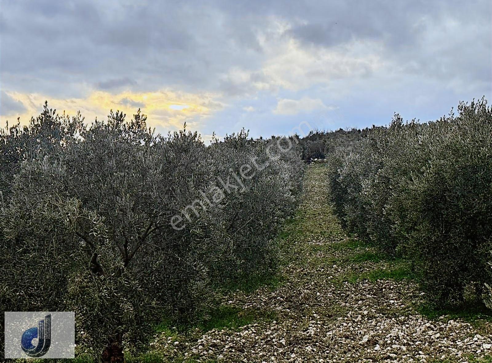 Karaçam Mahallesinde Satılık Zeytinlik - Görsel 13