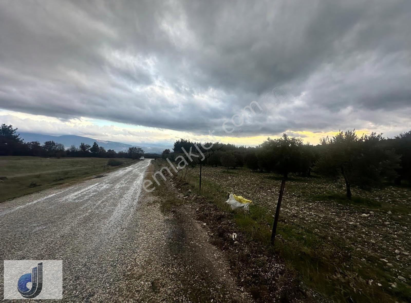 Karaçam Mahallesinde Satılık Zeytinlik