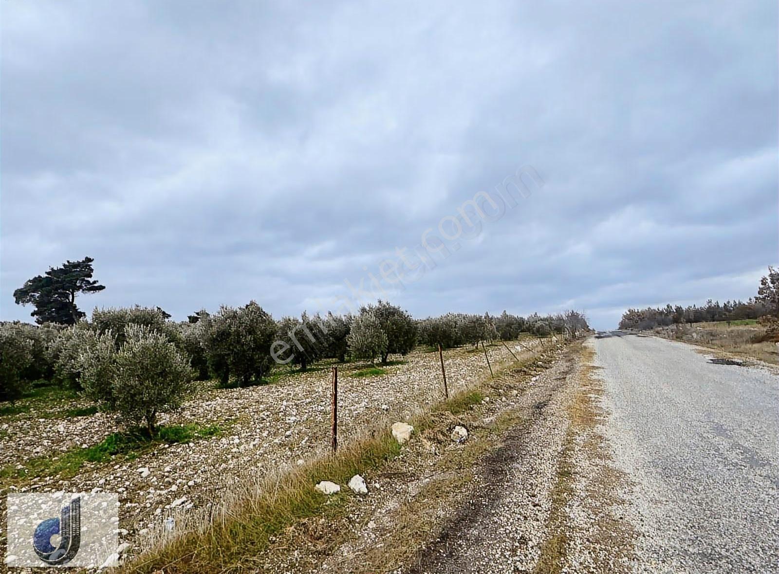 Karaçam Mahallesinde Satılık Zeytinlik - Görsel 5
