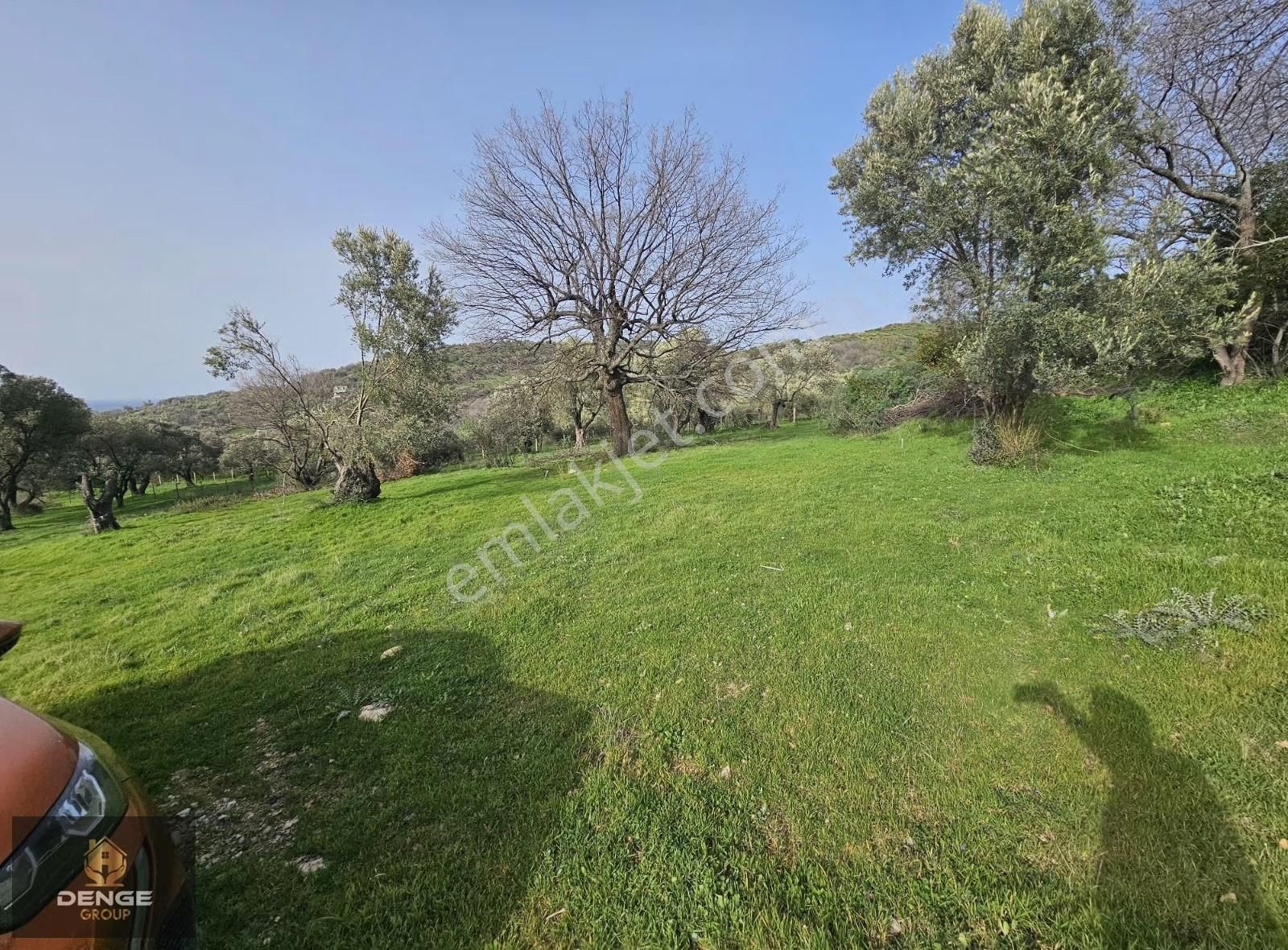 Foça Kozbeylide 275m2 Deniz Manzaralı Zeytinli Bahçe - Görsel 4
